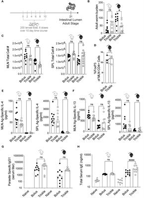 Corrigendum: Trickle infection with Heligmosomoides polygyrus results in decreased worm burdens but increased intestinal inflammation and scarring